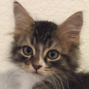 she-nya-nigans avatar