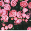 she-was-sweet-baby-blue avatar