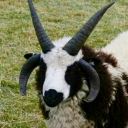 sheasani-giyoret avatar