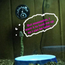 sheba-the-snek avatar