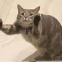 shebberd avatar