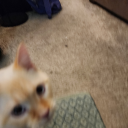 shebelongstoshe avatar