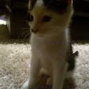 shecouldhavebeen avatar