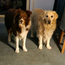 sheepdog-and-fakegoldenretriever avatar