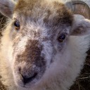 sheepish-blog-baaa avatar