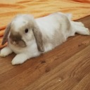 sheepish-wolf avatar