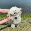 sheepoflunacy avatar