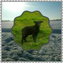 sheepsmuggler avatar