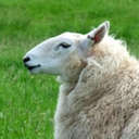 sheepsuggest avatar