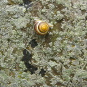 sheffiesharpe avatar