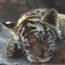 shegotabfanyway avatar