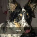 sheila-short-blog avatar