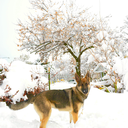 sheisgoneforgood avatar