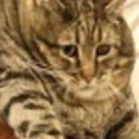 shelby-cake-house avatar