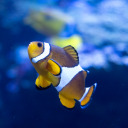 shelephotolens avatar