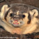 shelf-of-strange-stuff avatar