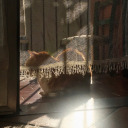 shelikesthearts avatar