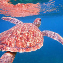 shellybythesea avatar