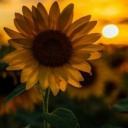 shellysunflower avatar