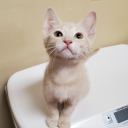 shelteranimalshenanigans avatar