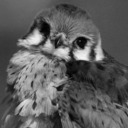 shelteredhawk avatar