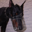 shepherd-barks avatar