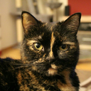 shepherdess91-blog avatar