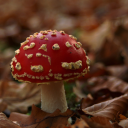 shepherdofwaves avatar