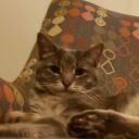 sheppardsgirl avatar