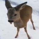 sheree-says-stuff avatar