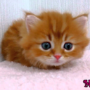 sherlockian-vortex avatar