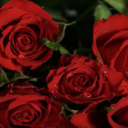 sherryscrying avatar