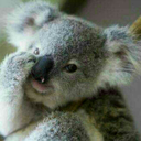 shes-my-koala avatar