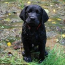 shes1inaminion avatar