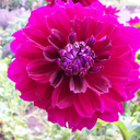 shesasweettart avatar