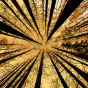 shesingssadsongs avatar