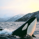 shesinspiredtoo-blog avatar