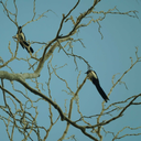 shesoutofcontrol avatar