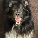 shetlandsleepdog avatar