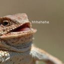 shewasthewolf avatar