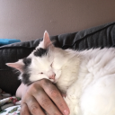 sheyta-the-little-blue-tiefling avatar