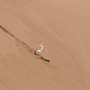 shialabeoufdoesu avatar