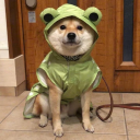 shiba-chuu avatar