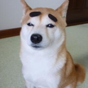 shiba-s avatar