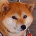 shibas-galore avatar