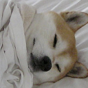 shibaswrappedinblankets avatar