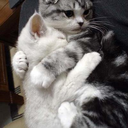 shibayut-blog avatar