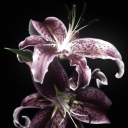 shiftingcviolet2222 avatar