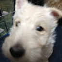 shiftingstigma avatar