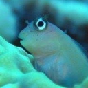 shige-the-diver avatar